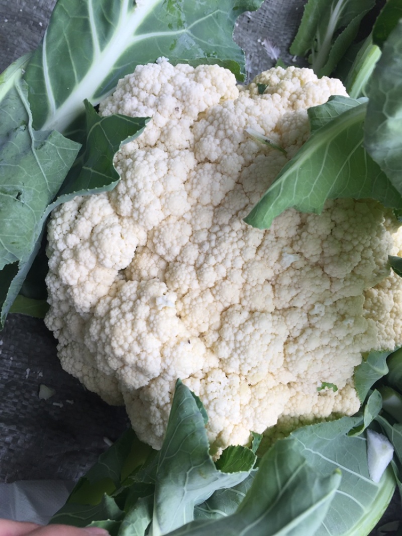 花菜现货湖北当阳有机花散花大量上市产业直发
