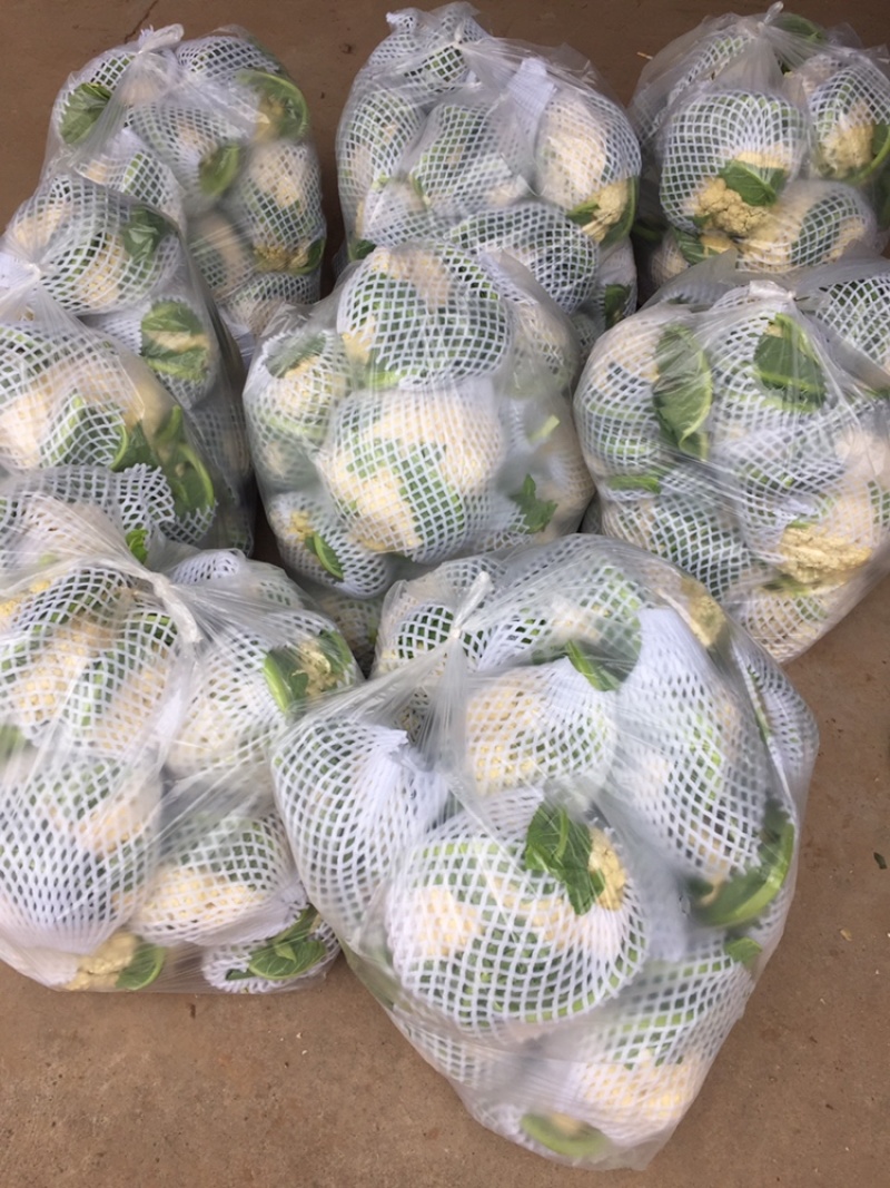 花菜现货湖北当阳有机花散花大量上市产业直发