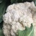 花菜现货湖北当阳有机花散花大量上市产业直发