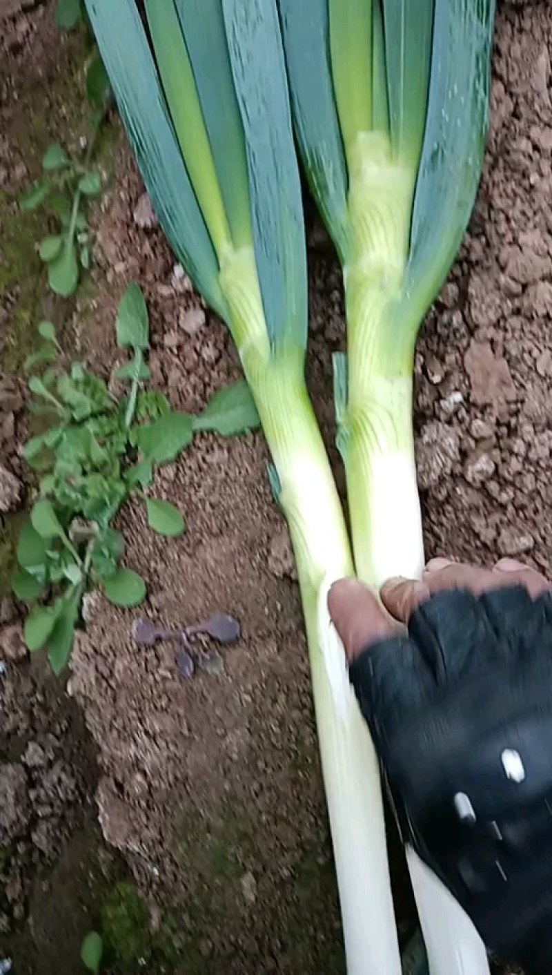 安丘市净葱，铁杆大葱，净葱常年现货供应，西安货
