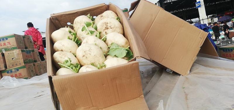 专业代收玉环新鲜精品大棚盘菜
