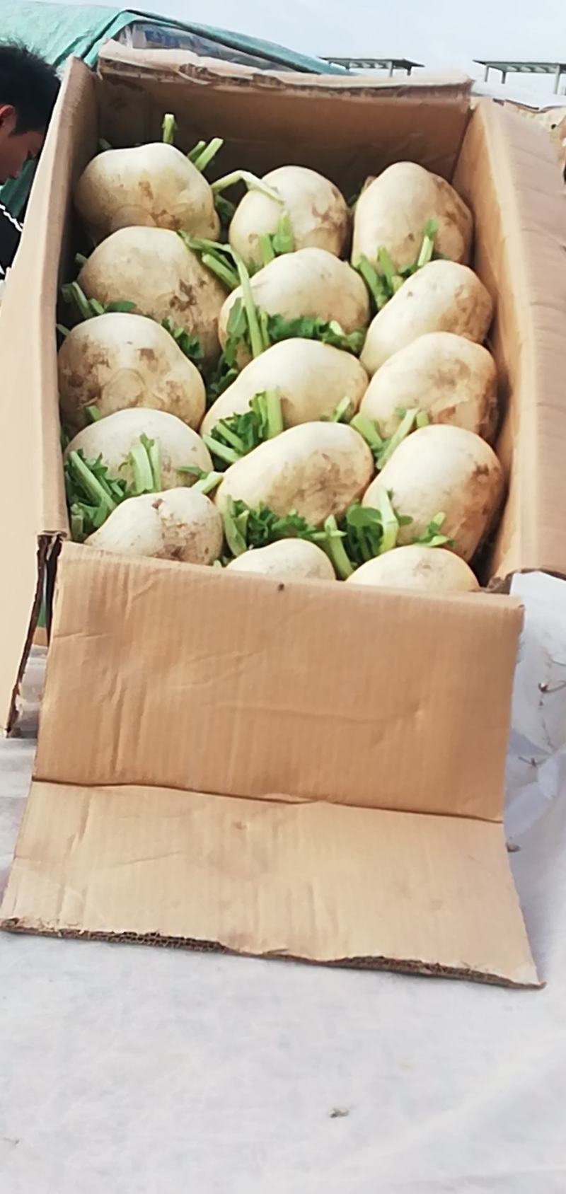 专业代收玉环新鲜精品大棚盘菜