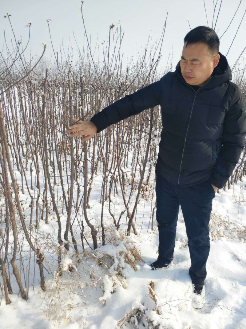 国庆红苹果树苗，可以视频看货，支持线上保障交易