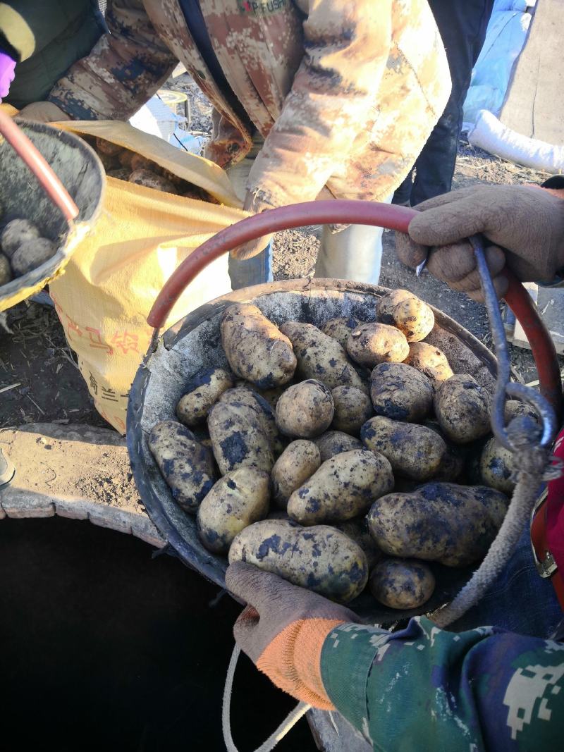 荷兰十五土豆种薯热卖中质量好产量高抗病发往全国各地