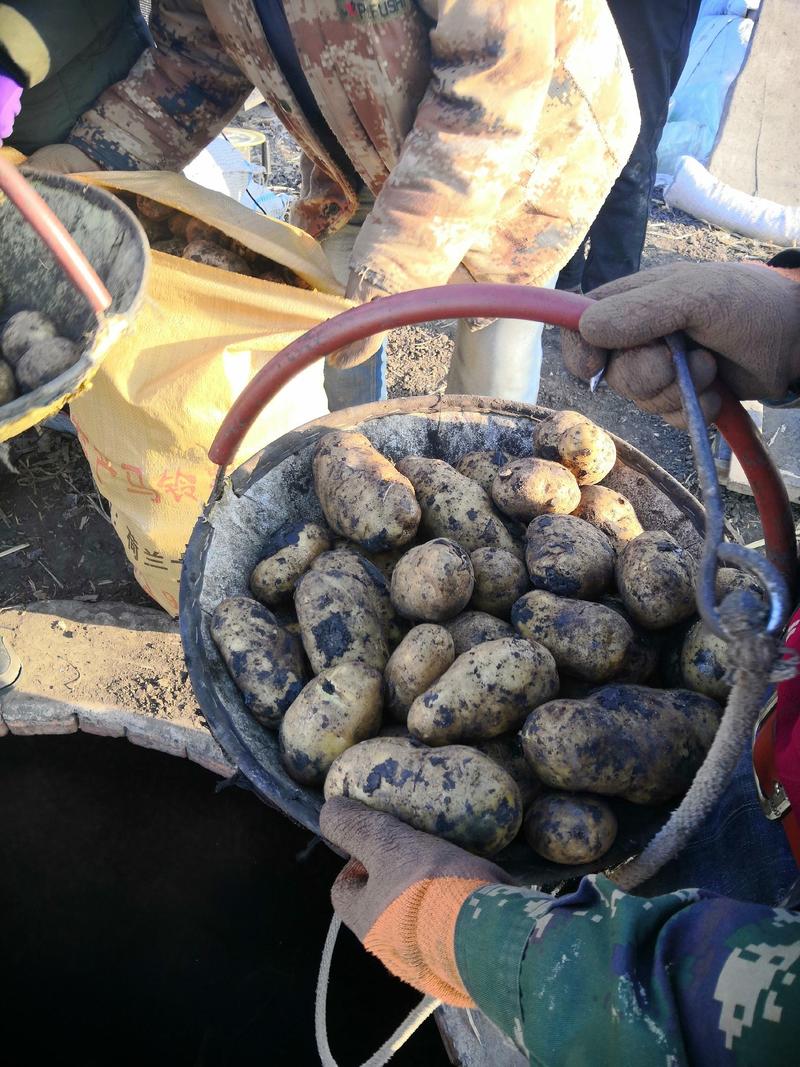 土豆种子荷兰十五脱毒种薯抗病高产销售全国各地。