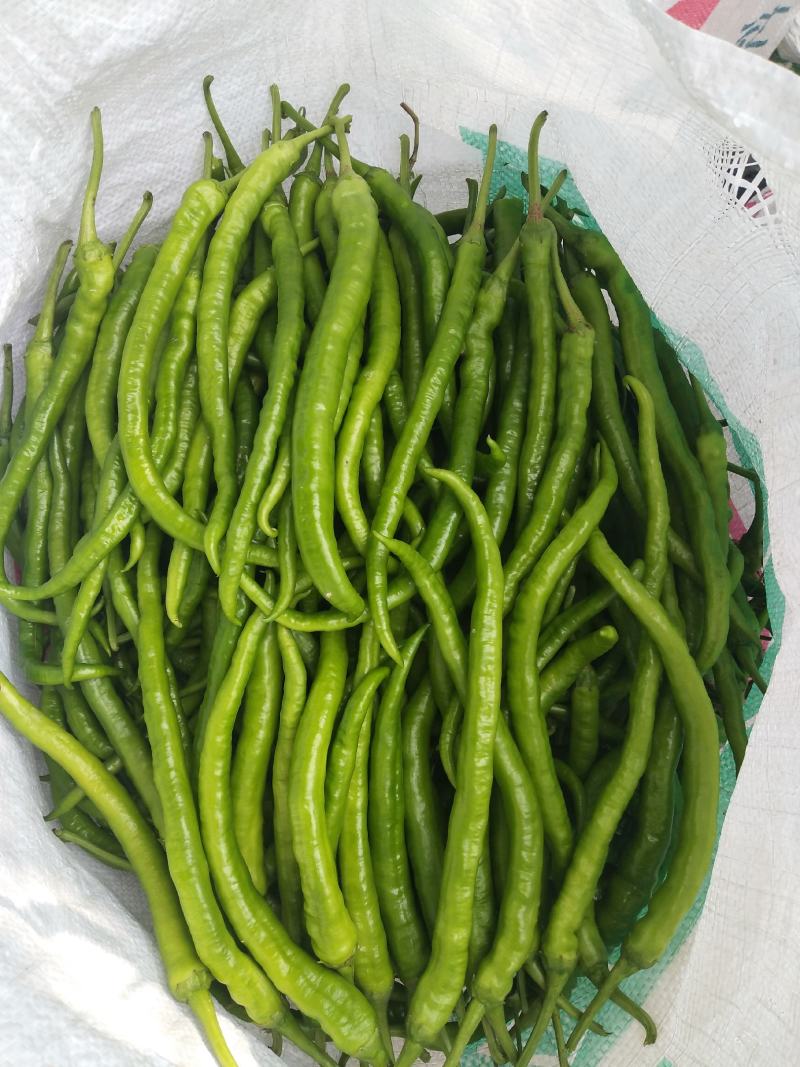小米辣，精品辣椒，2，3，8号，提供各类产品的辣椒