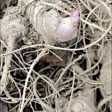 云南保山龙陵竹节参块茎