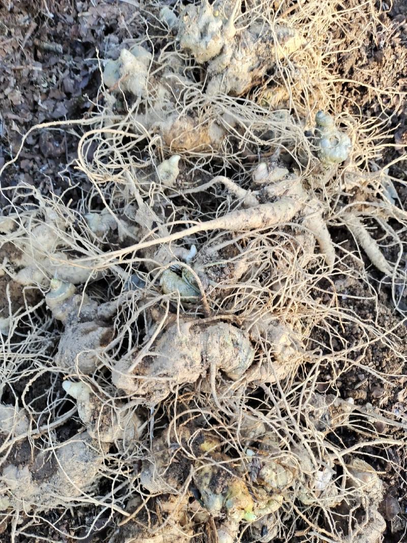 云南保山龙陵竹节参块茎