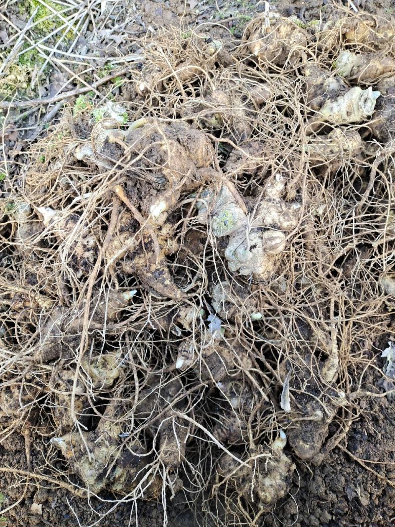云南保山龙陵竹节参块茎