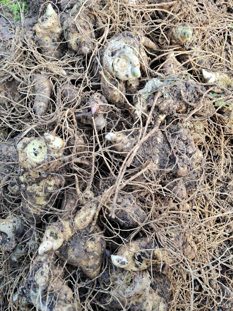 云南保山龙陵竹节参块茎