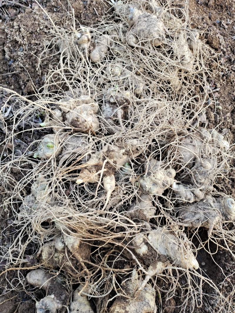 云南保山龙陵竹节参块茎