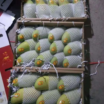 海南特级精品金煌芒礼盒装要多少发多少