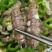 熟冻皮皮虾肉～爬虾肉，虾虎肉虾爬肉支持一件代