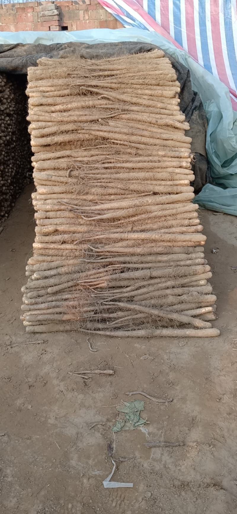 出售山药纽长条，，，，