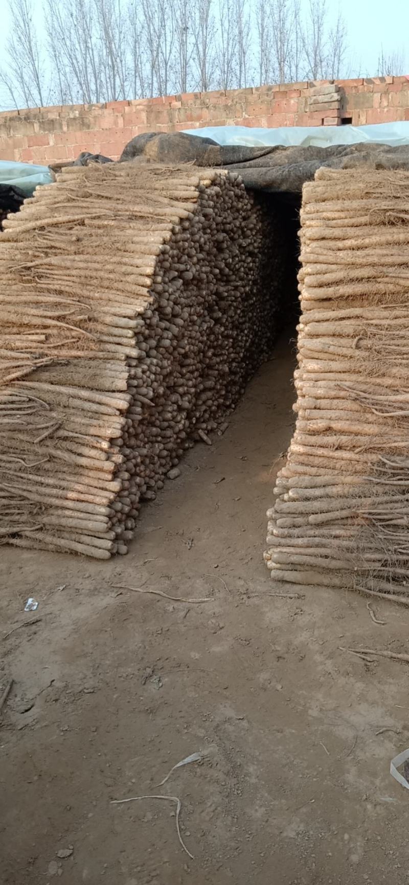 出售山药纽长条，，，，
