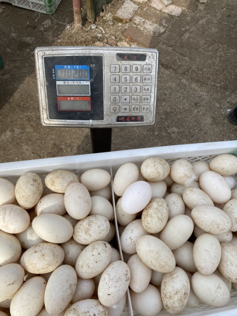 双簧蛋大白皮双簧大双簧蛋网红大蛋大量现货供应