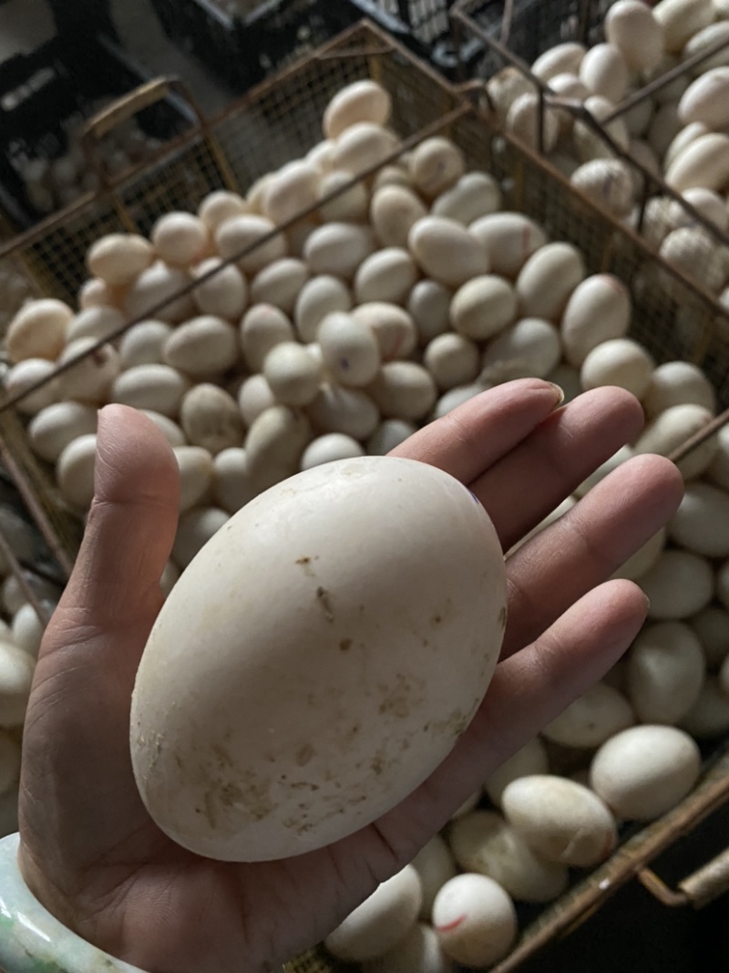 双簧蛋大白皮双簧大双簧蛋网红大蛋大量现货供应