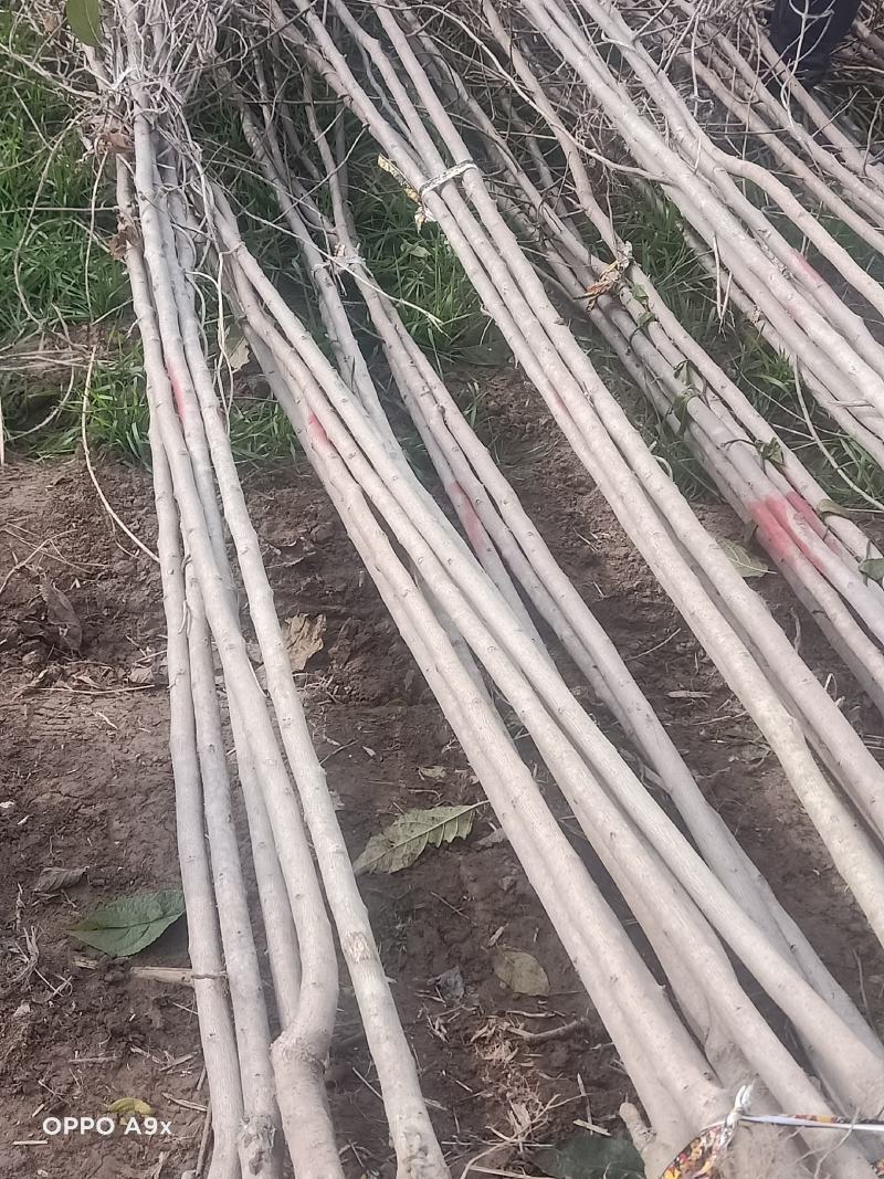 大量供应杜仲1一2公分