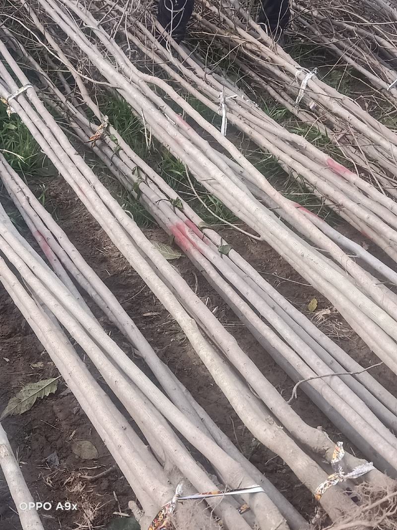 大量供应杜仲1一2公分