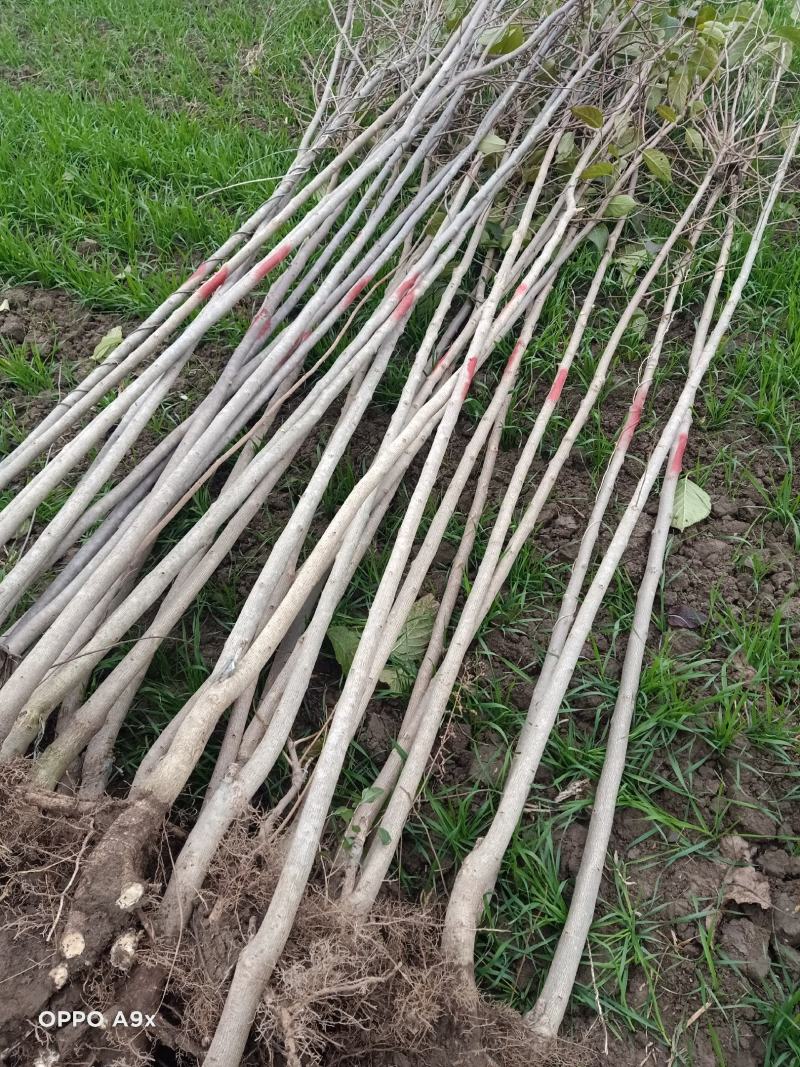 大量供应杜仲1一2公分