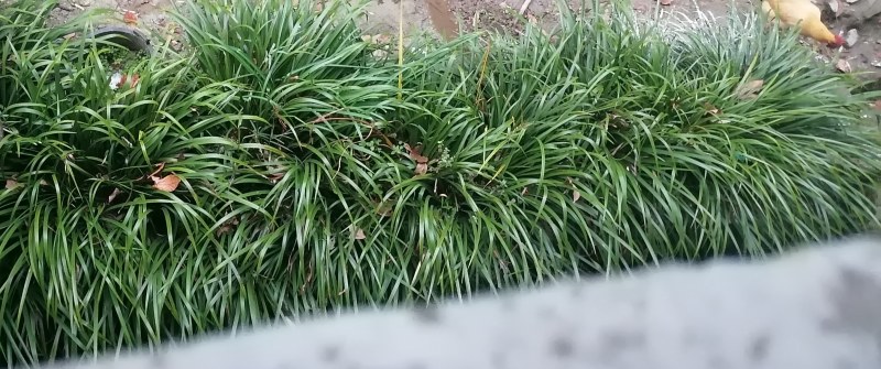 山奈香随水香回香石菖蒲去腥佳品，火锅底料，香料，钓鱼耳料