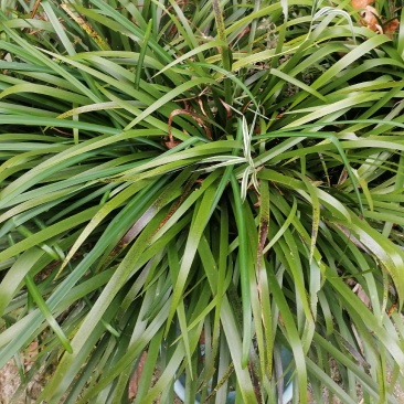山奈香随水香回香石菖蒲去腥佳品，火锅底料，香料，钓鱼耳料