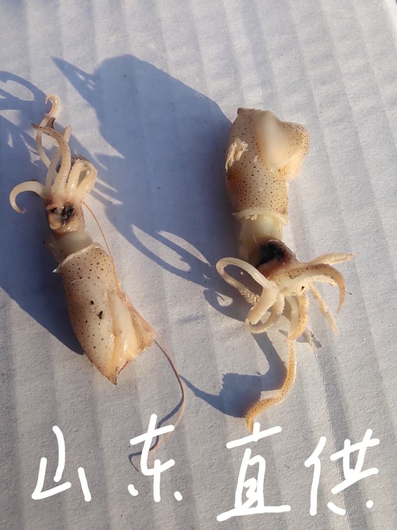 黄河口海兔墨斗（新鲜水煮货）美味佳肴（保证无沙）