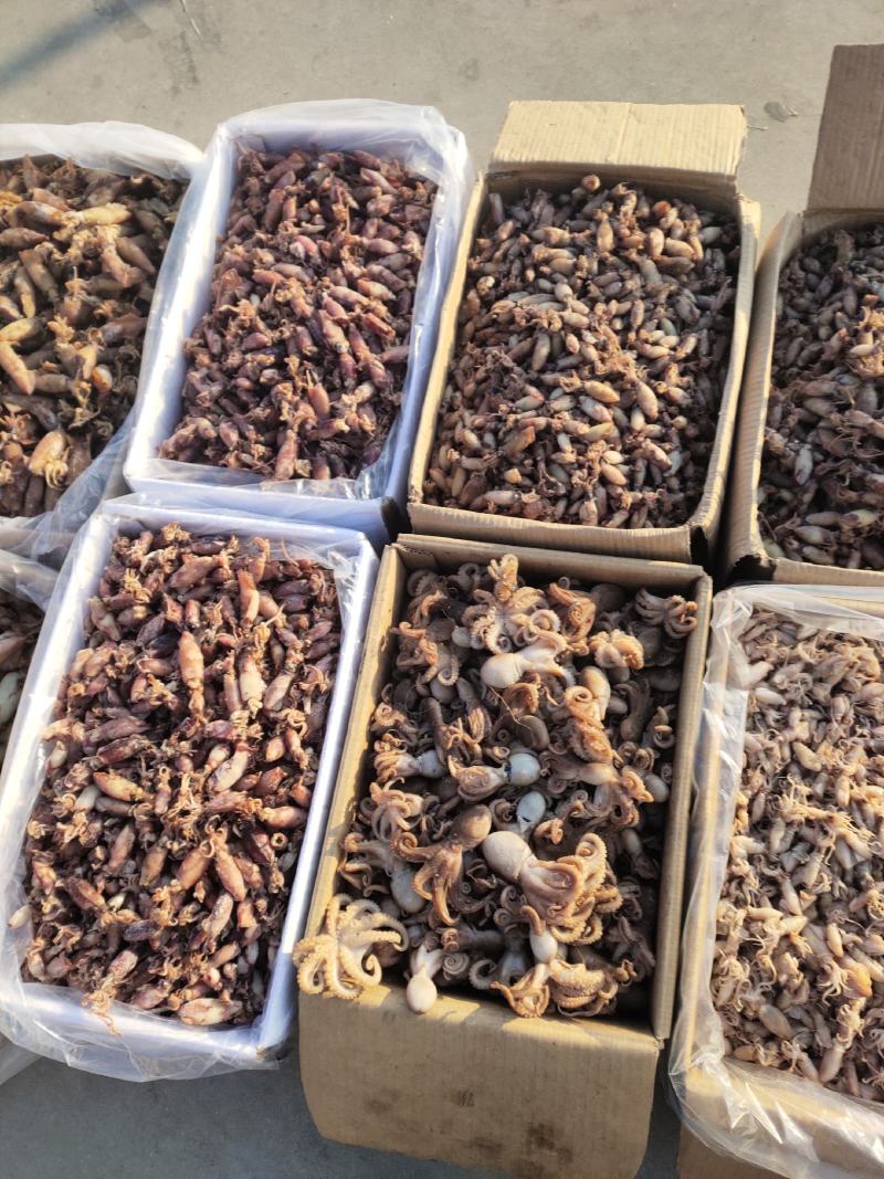 黄河口海兔墨斗（新鲜水煮货）美味佳肴（保证无沙）