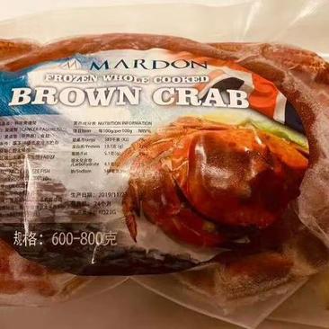 蓝海面包蟹大量的货价格优惠