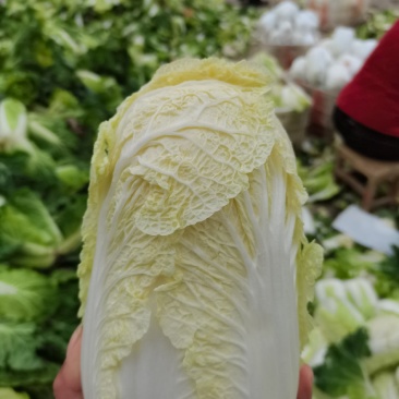 娃娃菜，半毛菜、大娃净菜大量上市，产地直销，一手货源