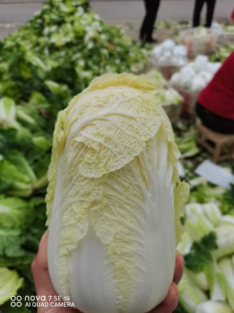 娃娃菜，半毛菜、大娃净菜大量上市，产地直销，一手货源