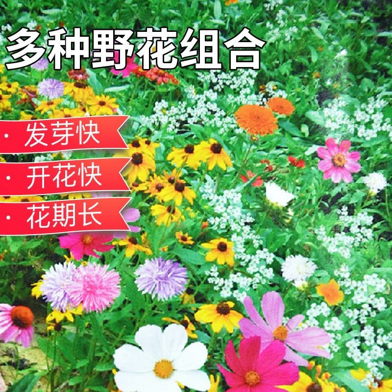 耐寒花种多年生野花组合种子四季开花不断花籽庭院易种活室外