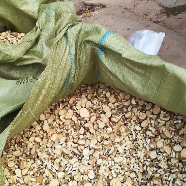 大量长期供应桑枝片无硫统货过筛货量大药用足浴用