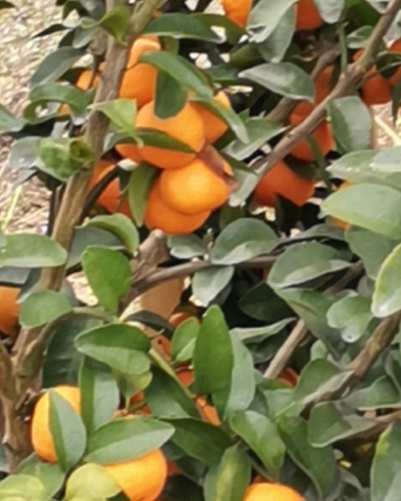 砂糖橘大量有货