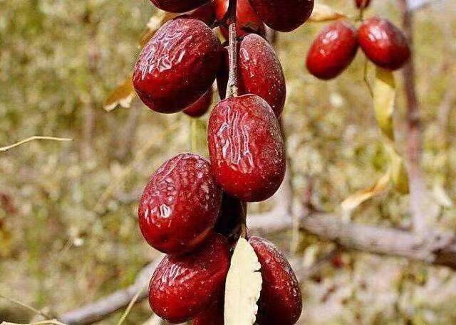 水煮苹果与红枣、山药搭配