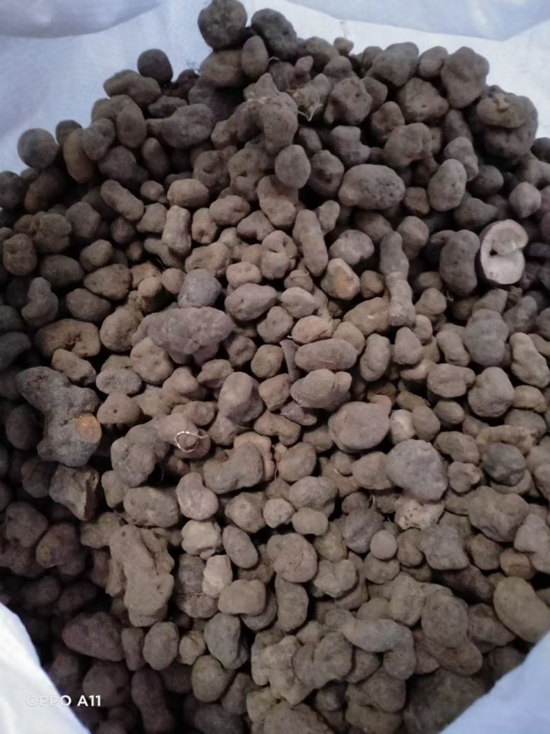 野生雷丸，产地直销，大货量大从优
