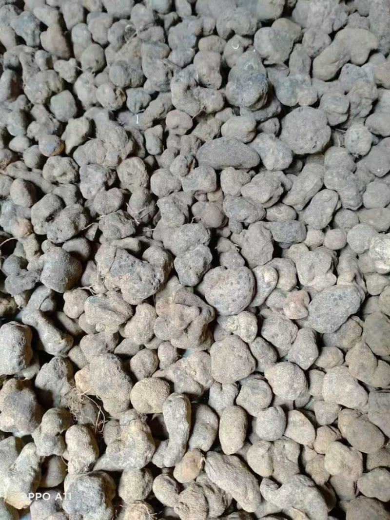 野生雷丸，产地直销，大货量大从优