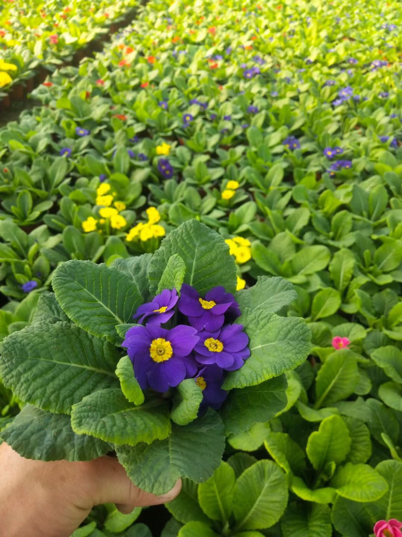 优质报春花产地直销颜色全质优价廉支持视频看货量大从优