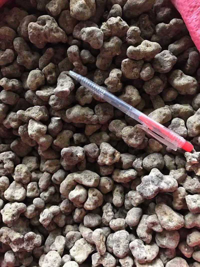 野生雷丸，产地直销，大货量大从优
