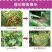 中保霜霉疫净72%霜脲锰锌草莓番茄蔬菜疫病霜霉杀菌剂