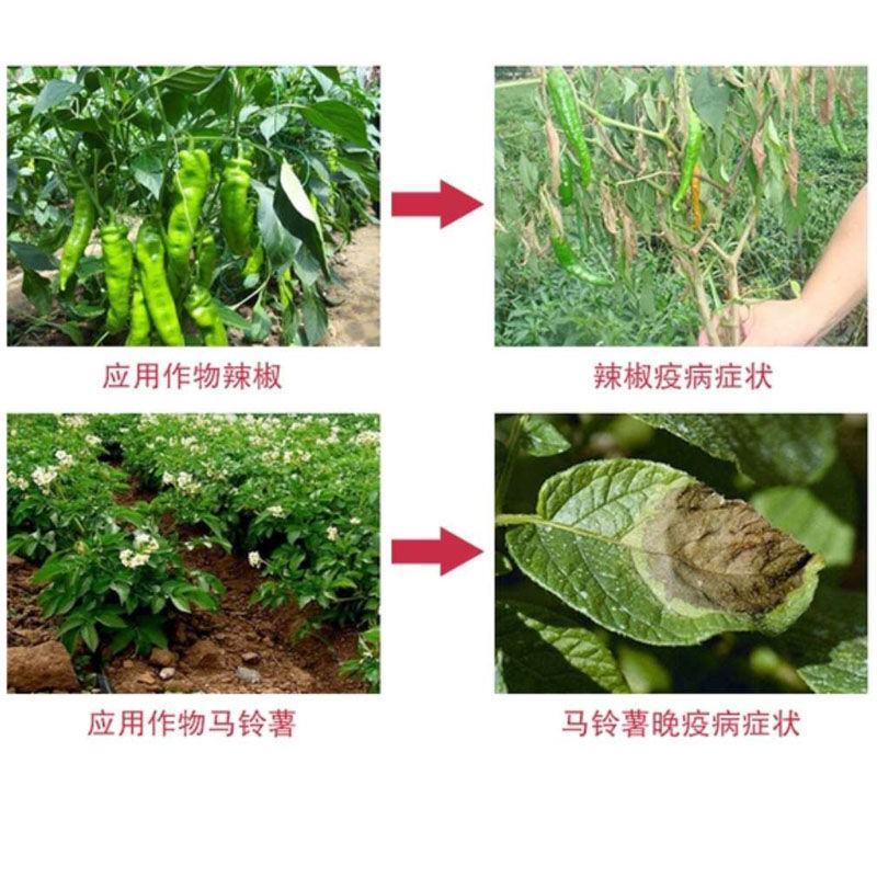 中保霜霉疫净72%霜脲锰锌草莓番茄蔬菜疫病霜霉杀菌剂