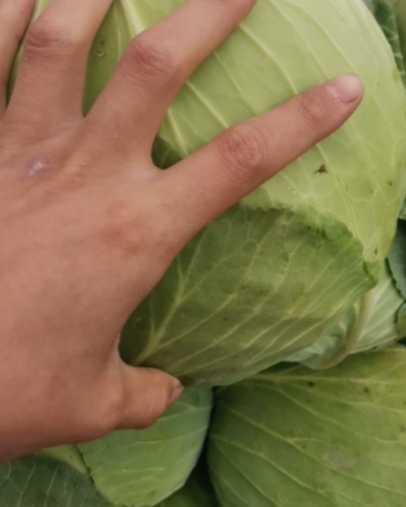 包菜产地直供，欢迎来电咨询,翠绿鲜嫩,产地直销