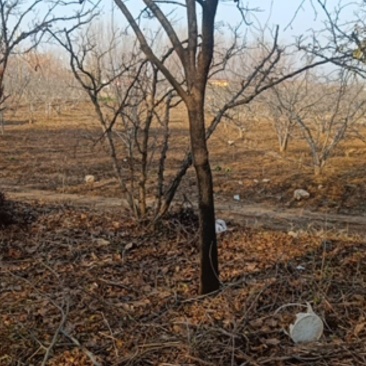 柿子树自己家种植的，品种饿黄
