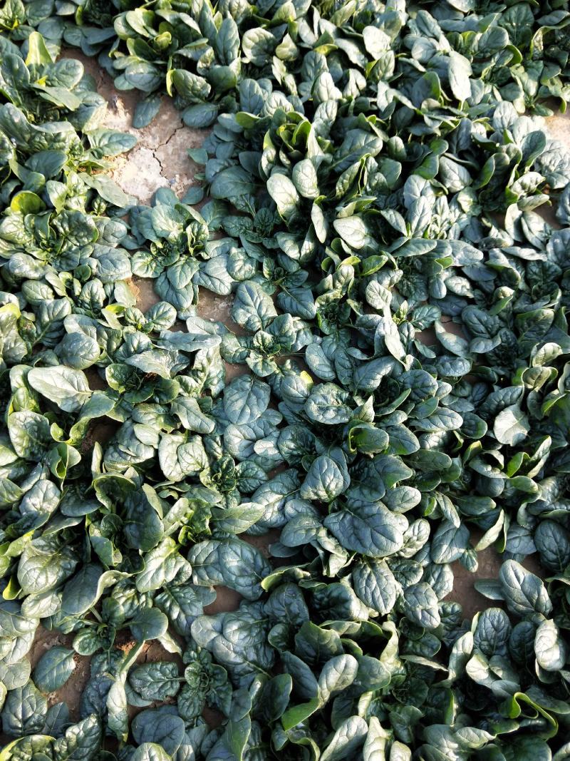 趴地菠菜大量供应，精品菠菜小颗中颗，质量好价格便宜。