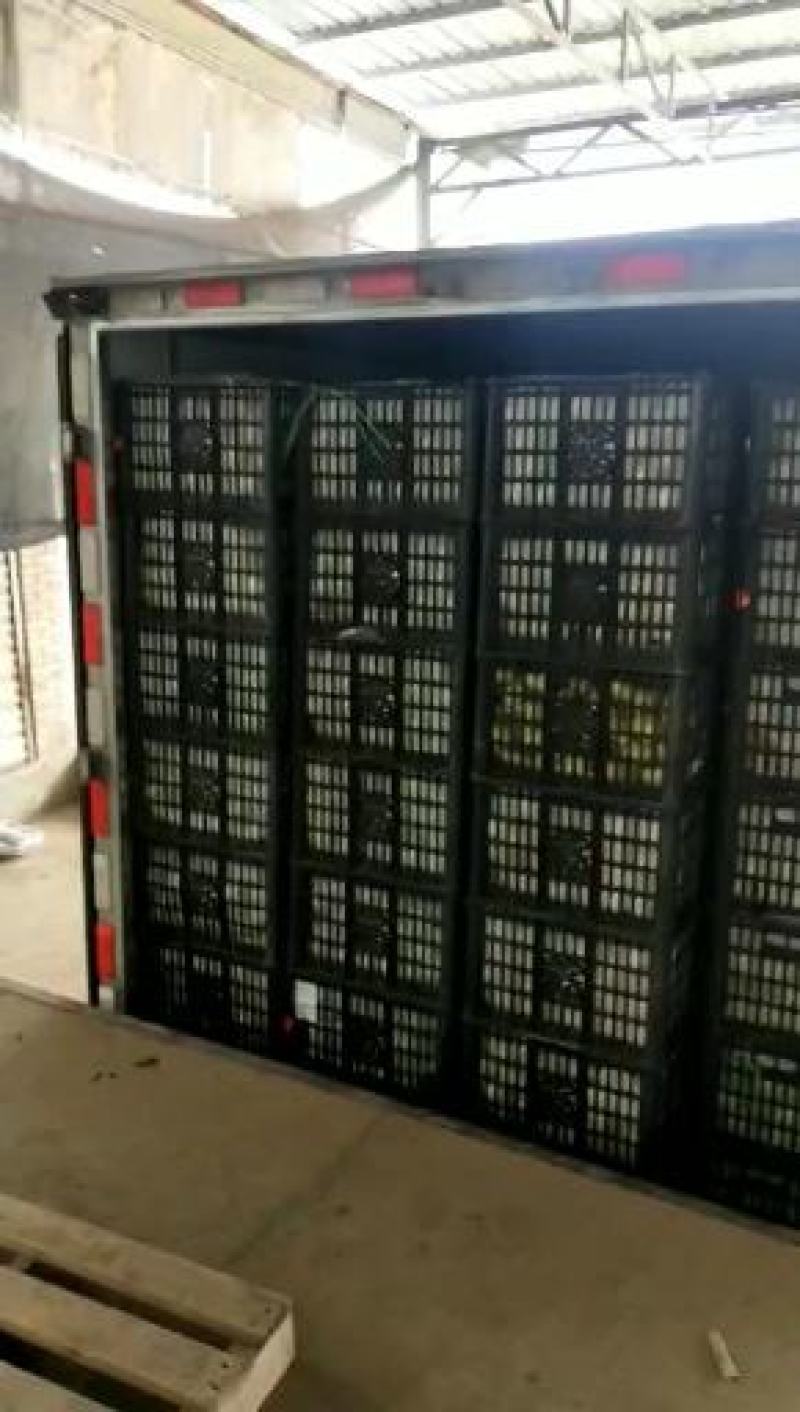 红香酥梨陕西红香酥梨成熟了产地供货现货供应以质论价