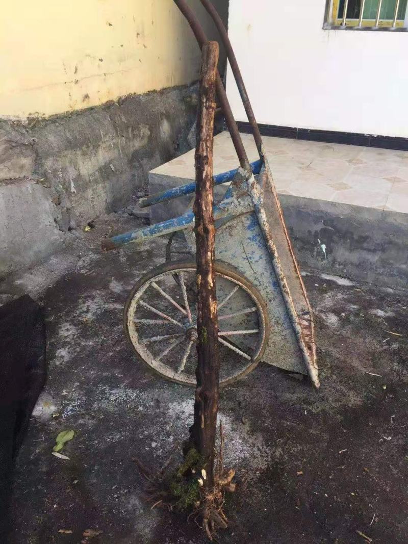 云南野生精品山木香老桩