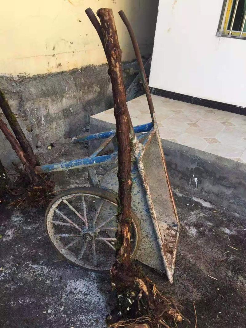 云南野生精品山木香老桩