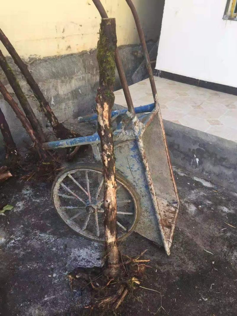 云南野生精品山木香老桩