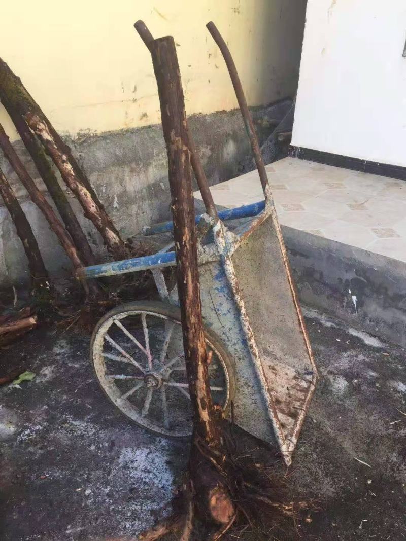 云南野生精品山木香老桩