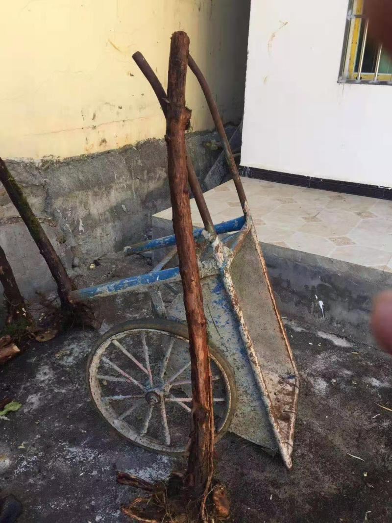 云南野生精品山木香老桩